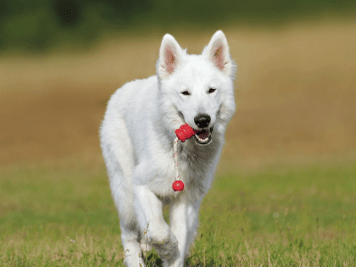A white dog retrieving a red ball in its mouth.